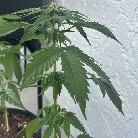 Northern Lights Autoflowering growlog timeline photo