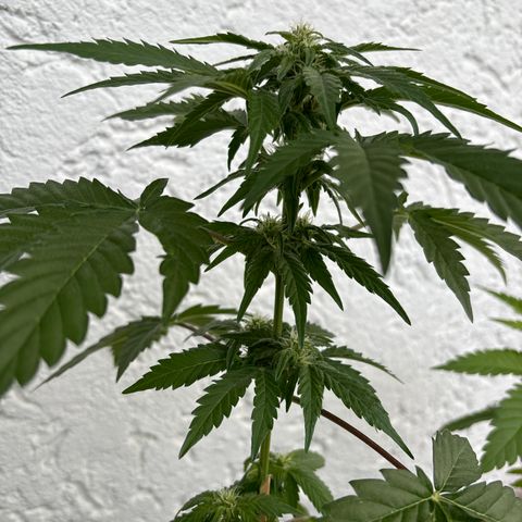 Northern Lights Autoflowering growlog timeline photo