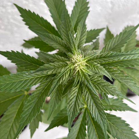 Northern Lights Autoflowering growlog timeline photo