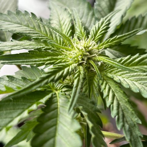 Northern Lights Autoflowering growlog timeline photo