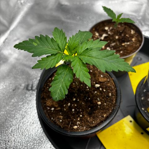 Euphoria growlog timeline photo