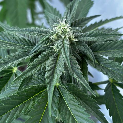 Northern Lights Autoflowering growlog timeline photo