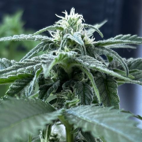 Northern Lights Autoflowering growlog timeline photo