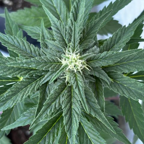 Northern Lights Autoflowering growlog timeline photo