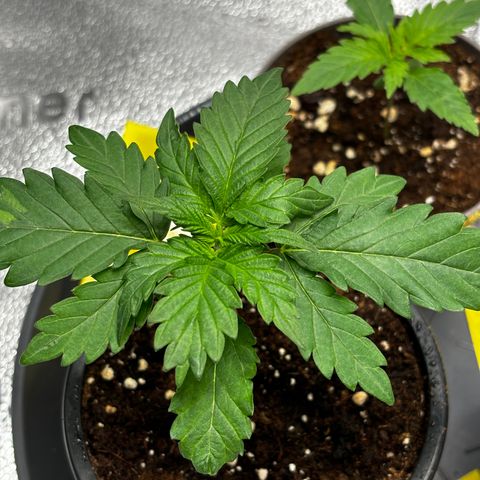 Euphoria growlog timeline photo