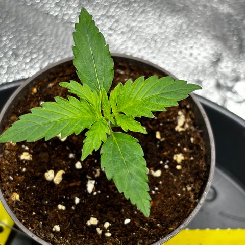 Candy Kush Express growlog timeline photo