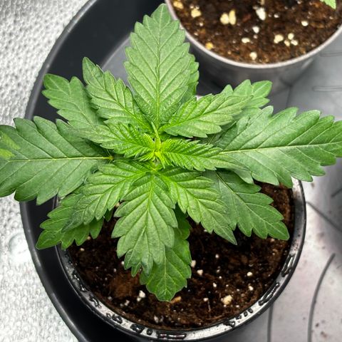 Euphoria growlog timeline photo