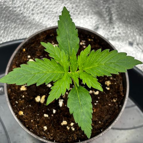 Candy Kush Express growlog timeline photo