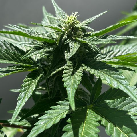 Northern Lights Autoflowering growlog timeline photo