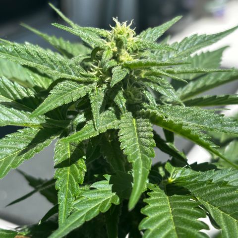 Northern Lights Autoflowering growlog timeline photo