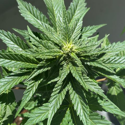 Northern Lights Autoflowering growlog timeline photo