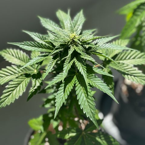 Northern Lights Autoflowering growlog timeline photo