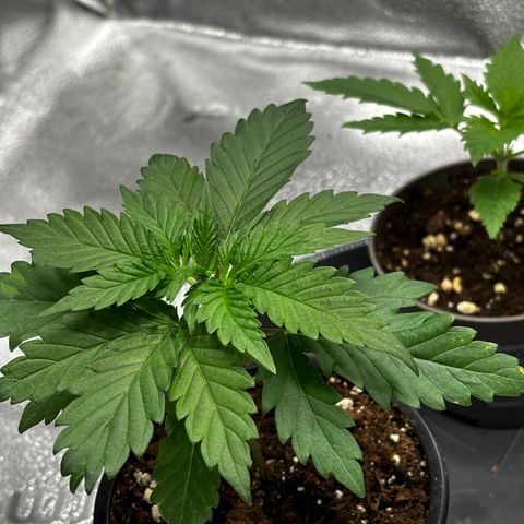 Euphoria growlog timeline photo