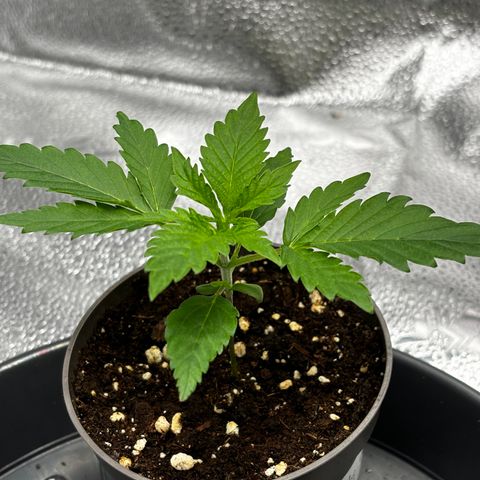 Candy Kush Express growlog timeline photo