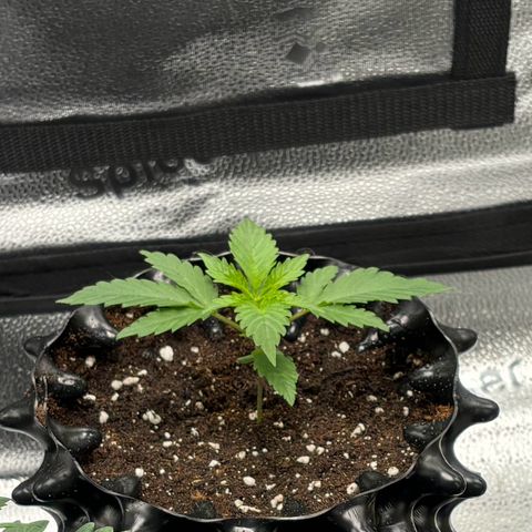 Candy Kush Express growlog timeline photo