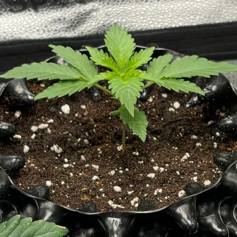 Candy Kush Express growlog timeline photo