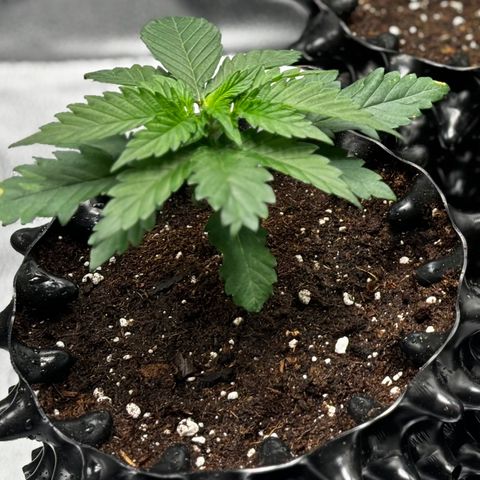 Euphoria growlog timeline photo