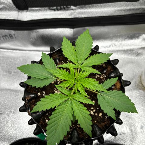 Candy Kush Express growlog timeline photo