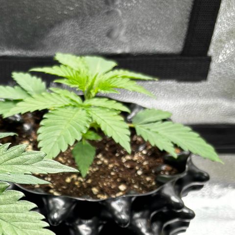 Candy Kush Express growlog timeline photo