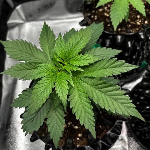 Euphoria growlog timeline photo