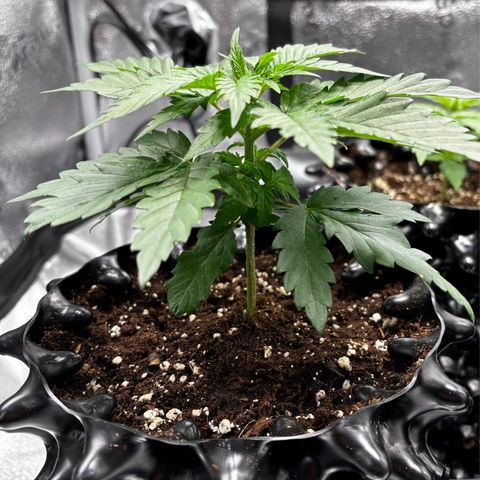 Euphoria growlog timeline photo