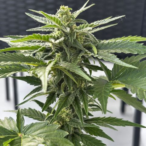 Northern Lights Autoflowering growlog timeline photo