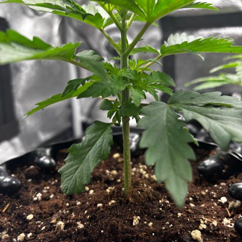 Euphoria growlog timeline photo