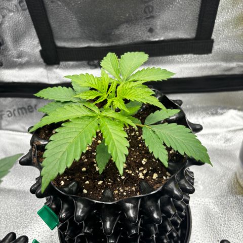 Candy Kush Express growlog timeline photo
