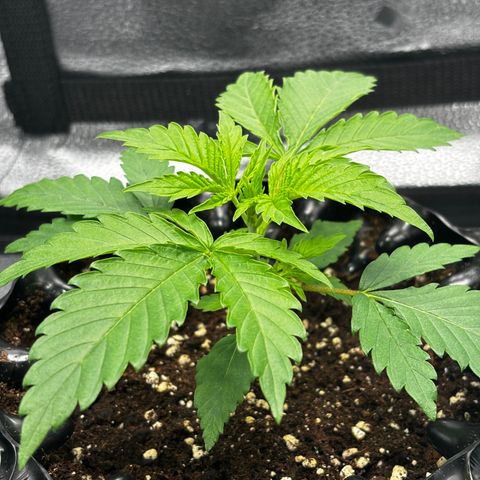 Candy Kush Express growlog timeline photo
