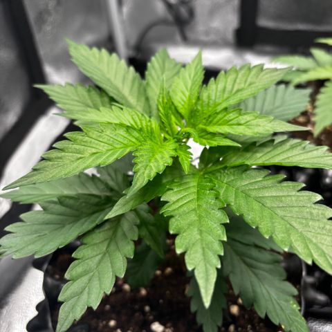 Euphoria growlog timeline photo