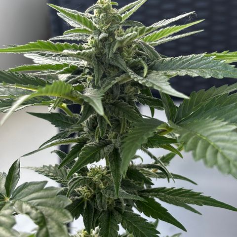 Northern Lights Autoflowering growlog timeline photo