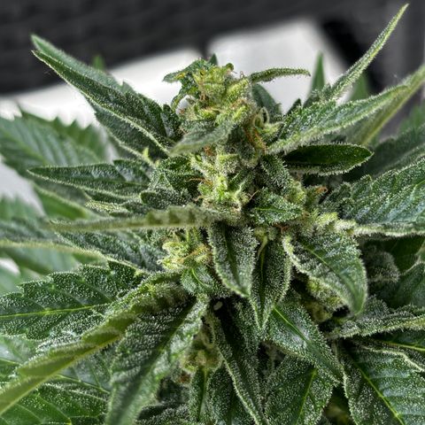 Northern Lights Autoflowering growlog timeline photo