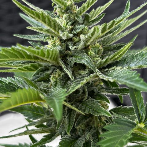 Northern Lights Autoflowering growlog timeline photo