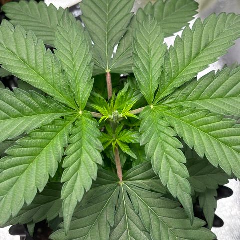 Euphoria growlog timeline photo