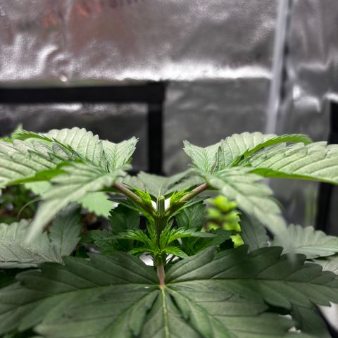 Euphoria growlog timeline photo