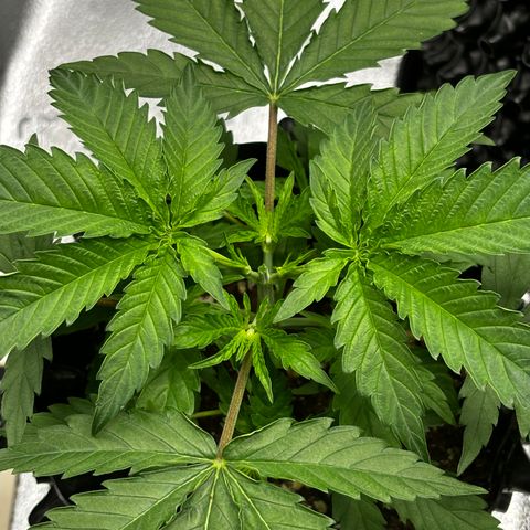 Candy Kush Express growlog timeline photo