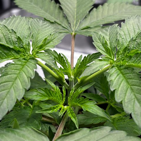 Candy Kush Express growlog timeline photo