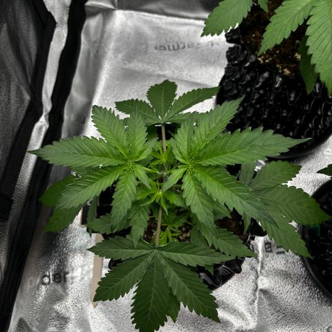 Candy Kush Express growlog timeline photo