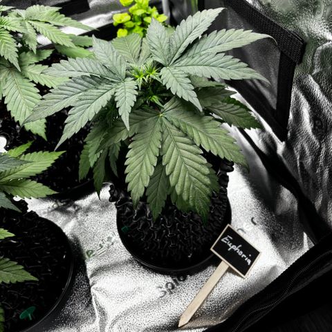 Euphoria growlog timeline photo