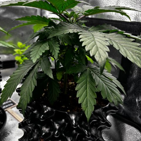 Euphoria growlog timeline photo