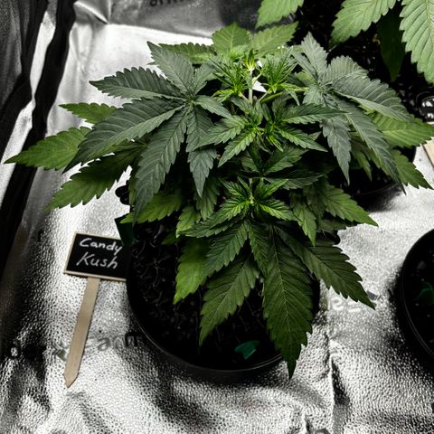 Candy Kush Express growlog timeline photo