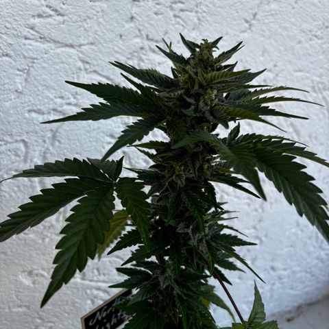 Northern Lights Autoflowering growlog timeline photo