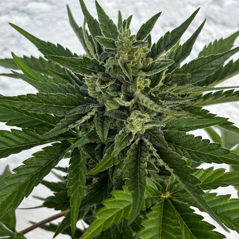 Northern Lights Autoflowering growlog timeline photo