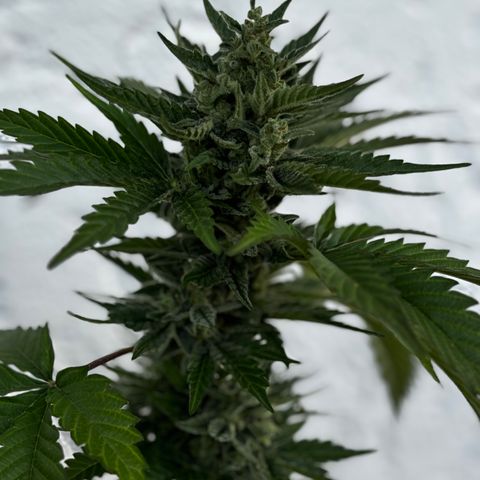 Northern Lights Autoflowering growlog timeline photo