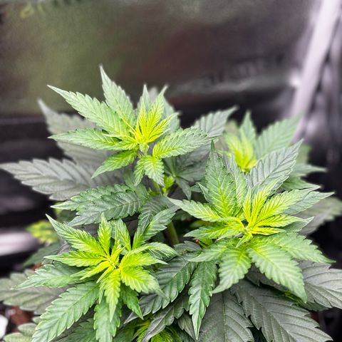 Euphoria growlog timeline photo
