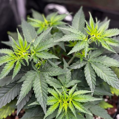 Candy Kush Express growlog timeline photo
