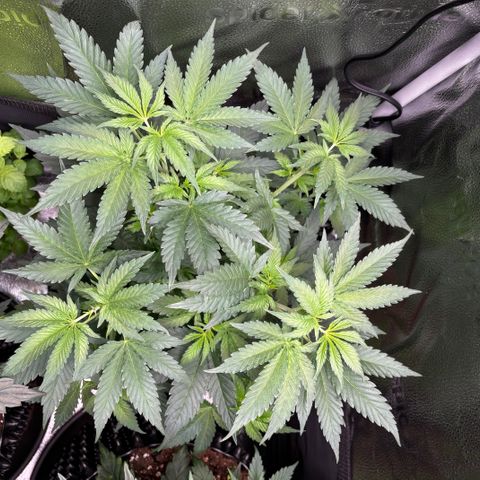 Candy Kush Express growlog timeline photo