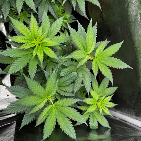 Euphoria growlog timeline photo