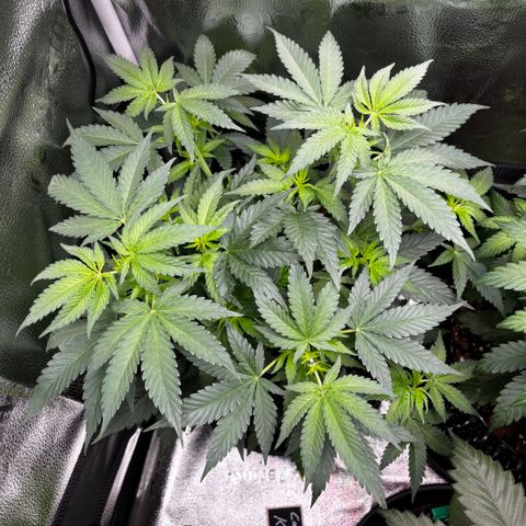 Candy Kush Express growlog timeline photo