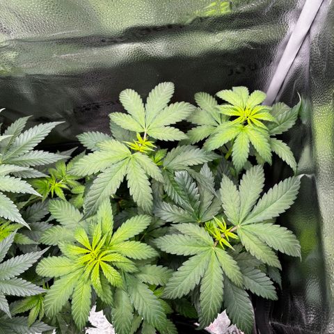 Euphoria growlog timeline photo